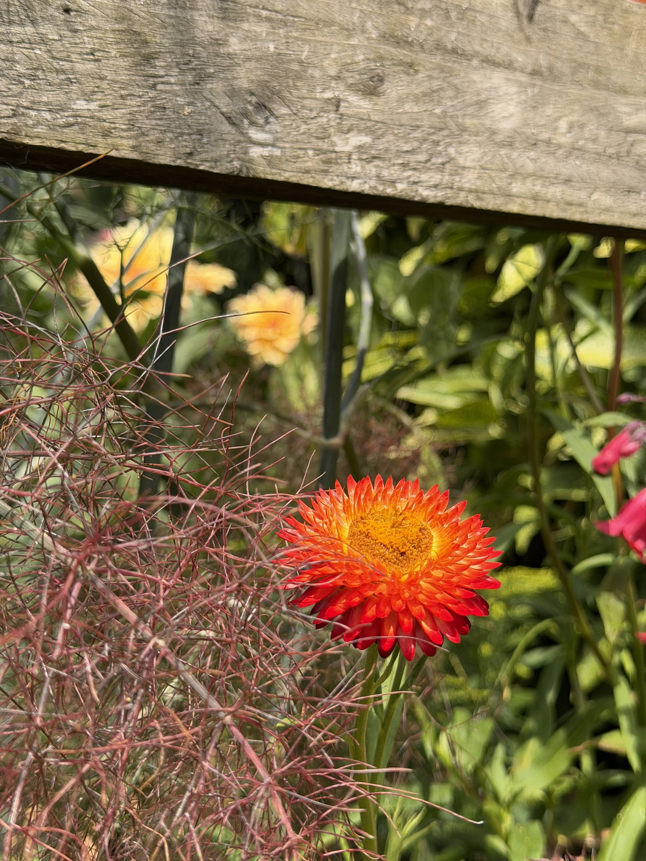  Helichrysum (straw flowers)