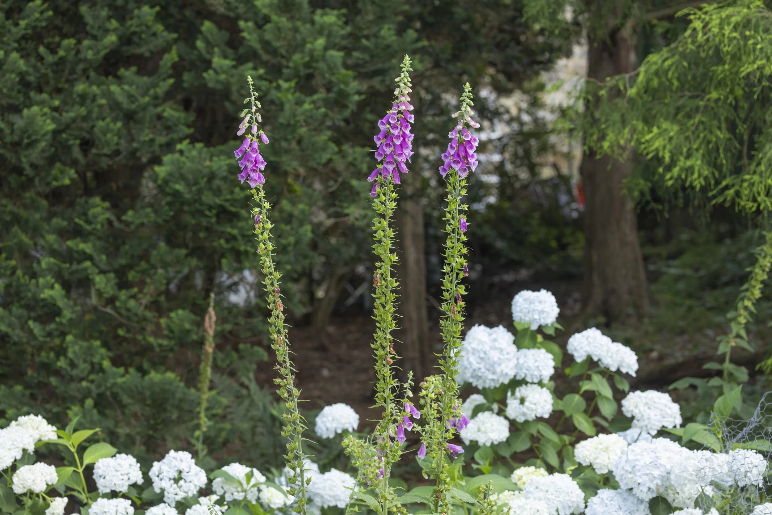 Foxgloves (Digitalis purpurea)
