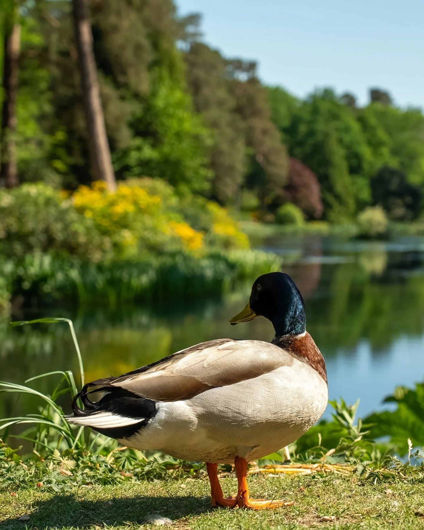 One of the regulars enjoying the view 🦆

The lakes aren't just popular with visitors &mdash; they're a favourite spot for the resident ducks too.

Quite possibly the most relaxed member of the Leonardslee community.