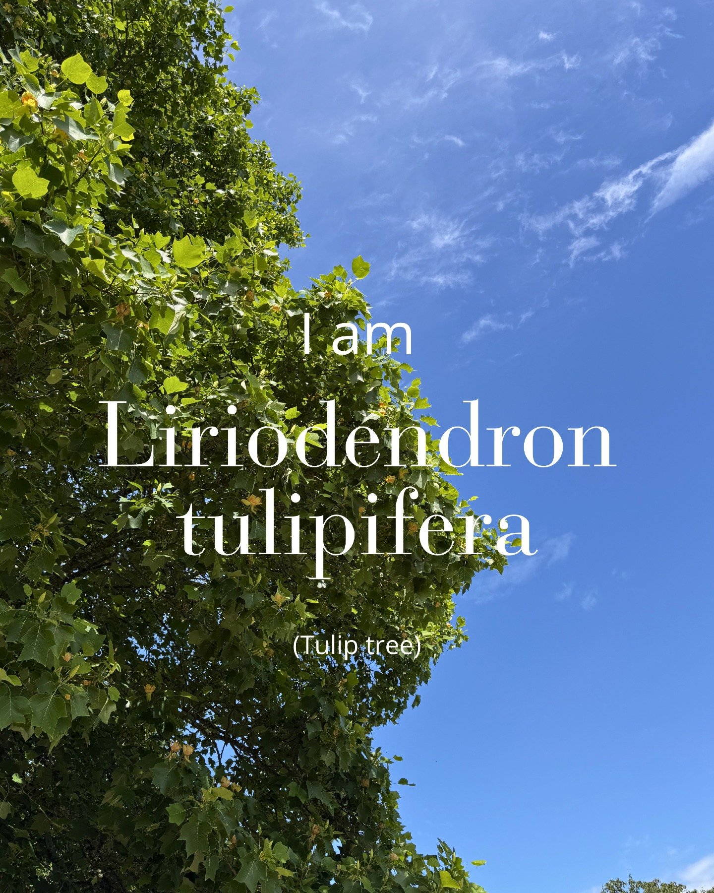 🌳 Meet the Tulip Tree (Liriodendron tulipifera)! 🌷

Did you know this striking tree is a member of the magnolia family? Native to North America, it can grow to an impressive 36 metres tall and is named for its distinctive tulip-shaped flowers and l
