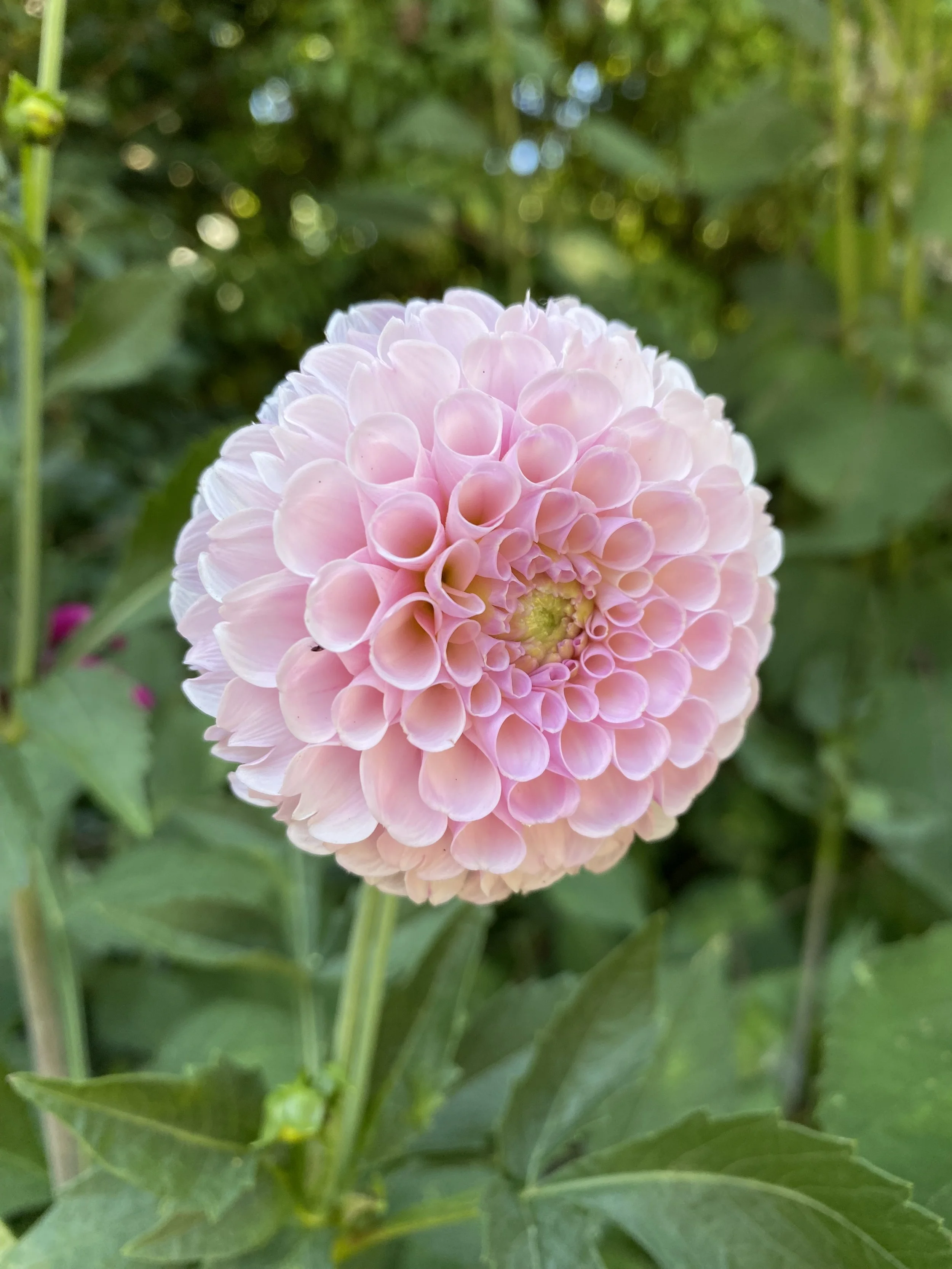Dahlia ‘Stolze Von Berlin’