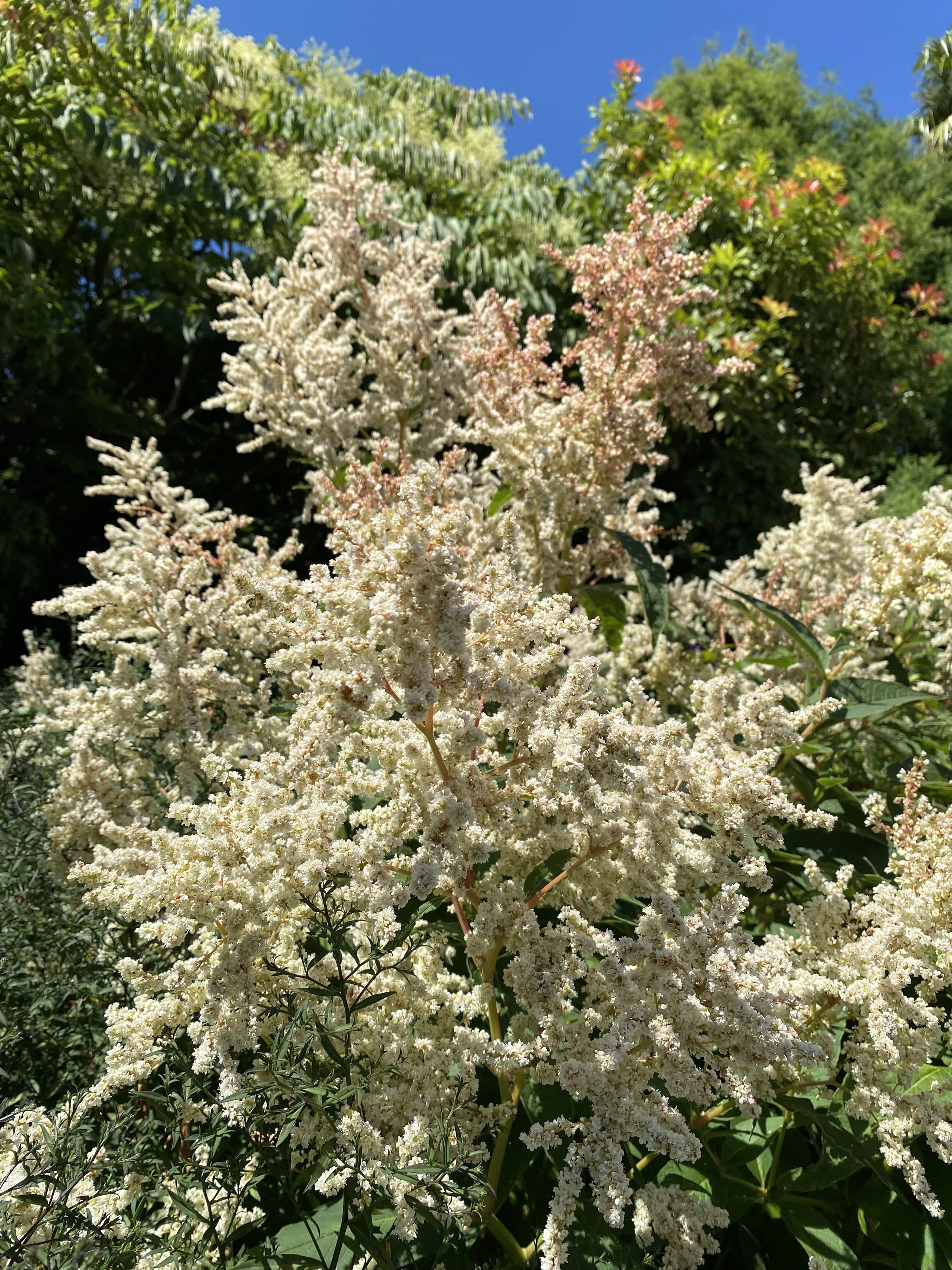 Koenigia alpina