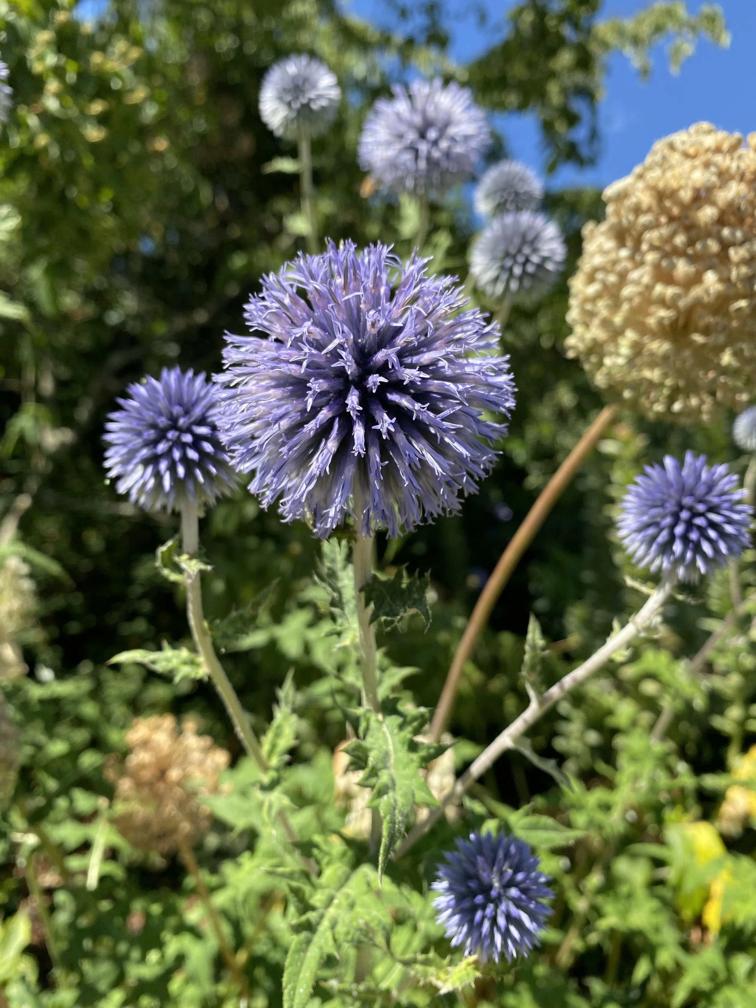 Echinops ritro ‘Veitch’s Blue’
