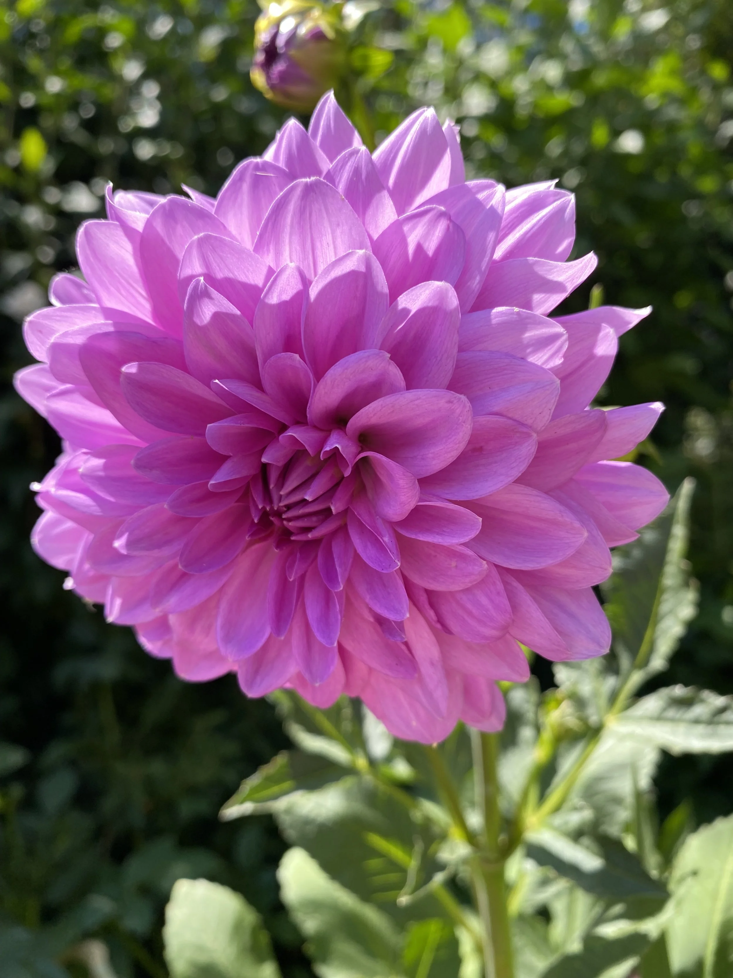 Unknown Dahlia
