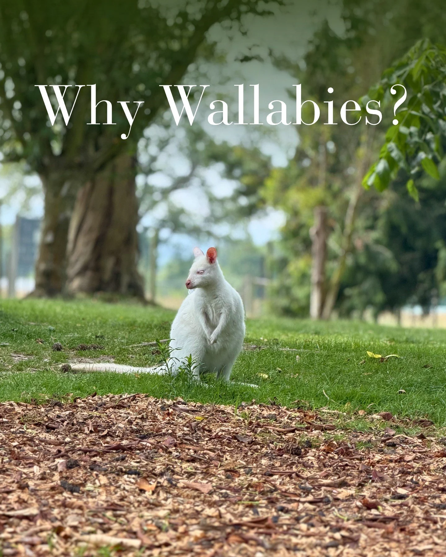 More than a century of hopping through the gardens. 🦘🌿

When Leonardslee reopened in 2019 following extensive restoration, the wallabies returned too, continuing a tradition that began more than a century earlier when they were introduced by Sir Ed