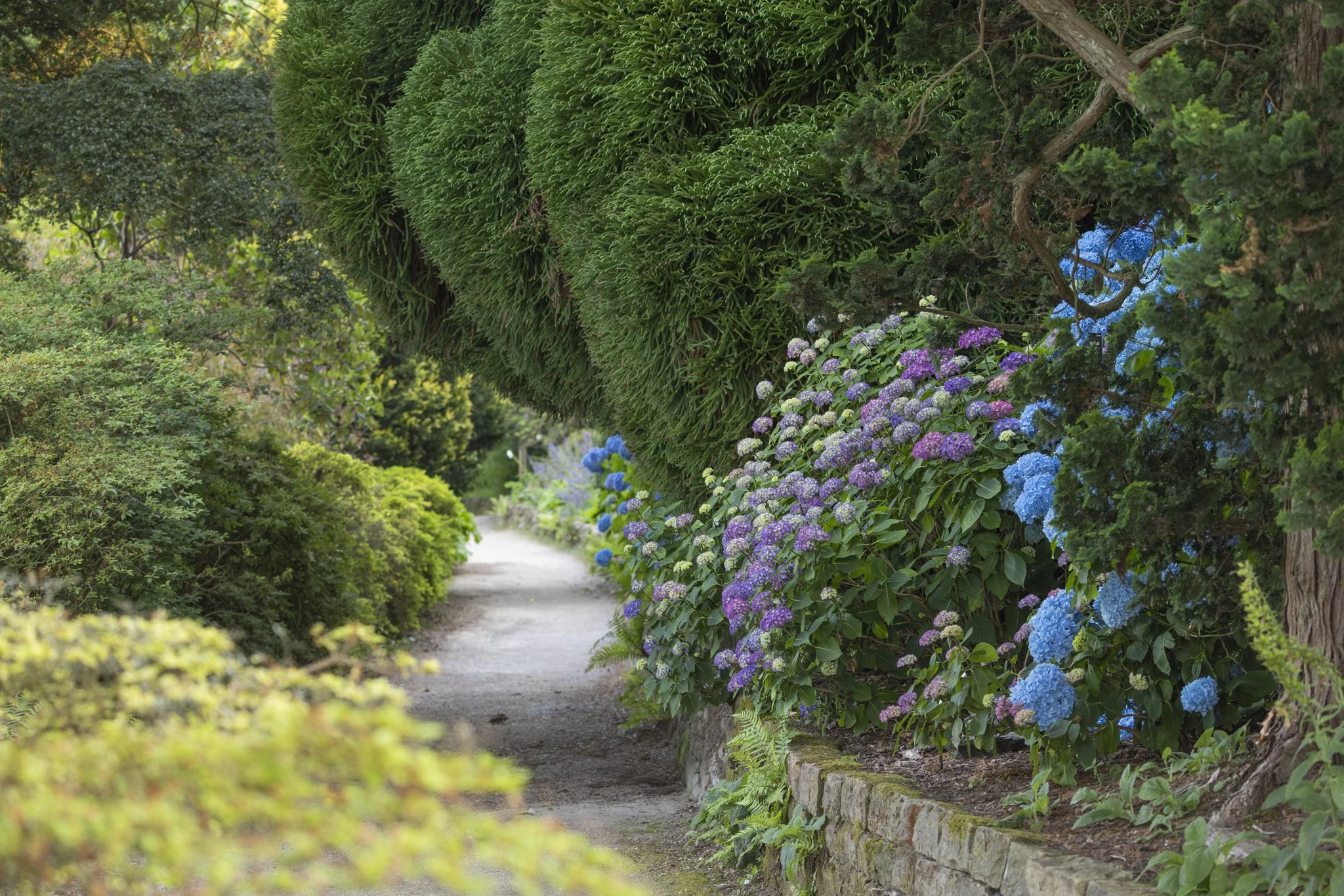 Leonardslee Summer hydrangeas.jpg