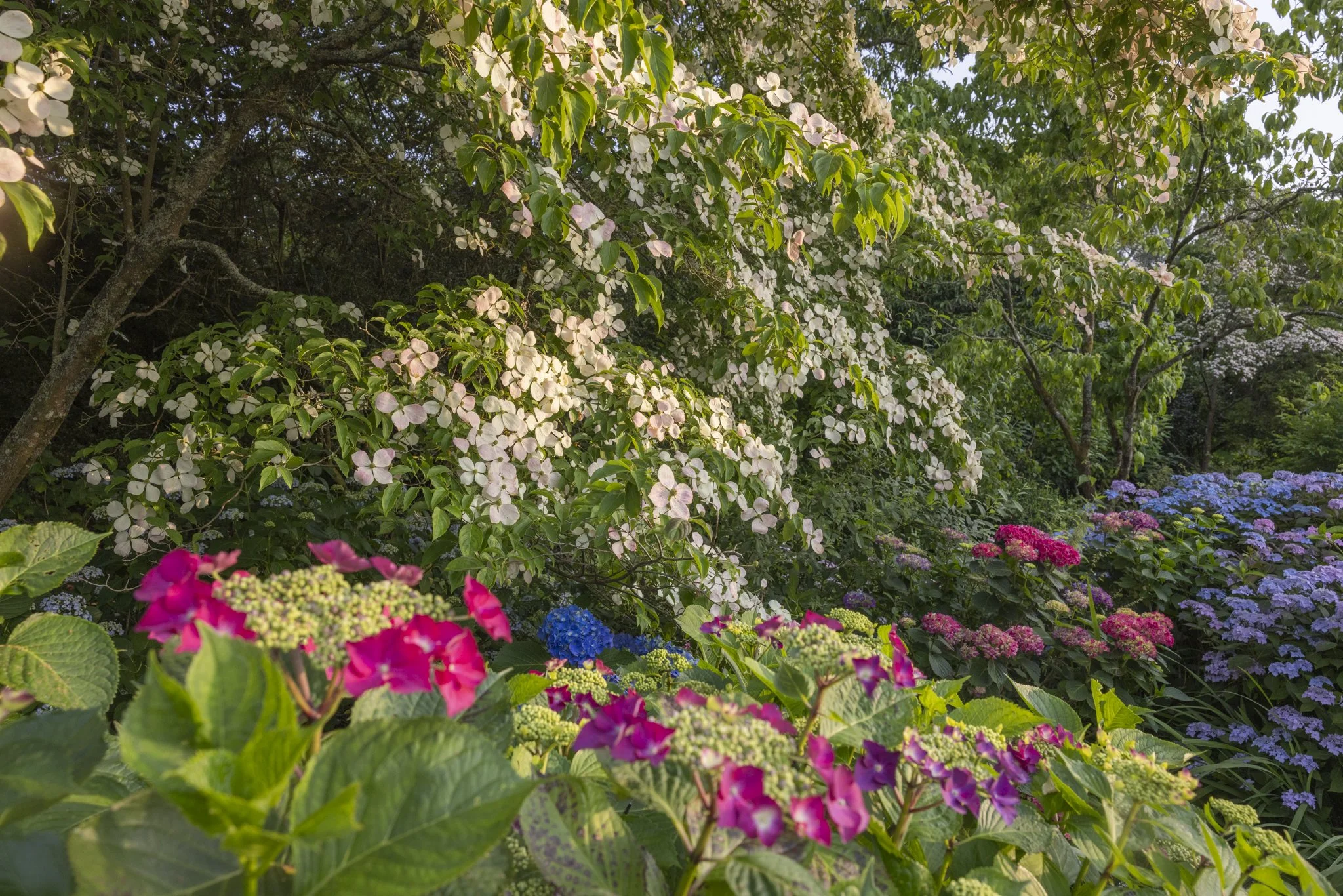 leonardslee summer flower collection.jpg