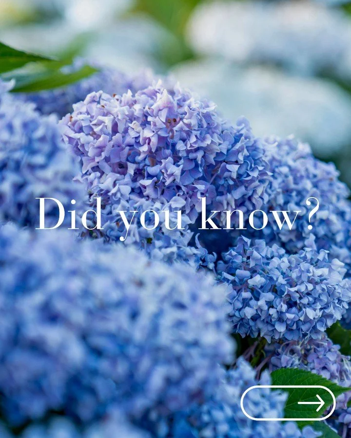 Did you know? Hydrangeas can change colour depending on the soil they're growing in 🌸

In acidic soils, many hydrangeas produce blue flowers, while alkaline soils encourage pink blooms. It's one of nature's most fascinating garden tricks.

The hydra