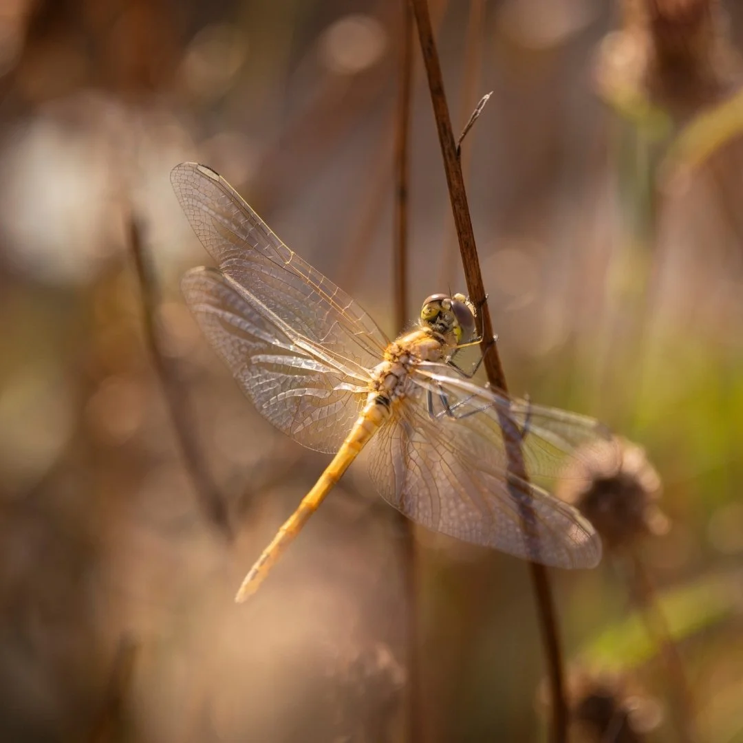 Leonardslee wildlife (2).jpg