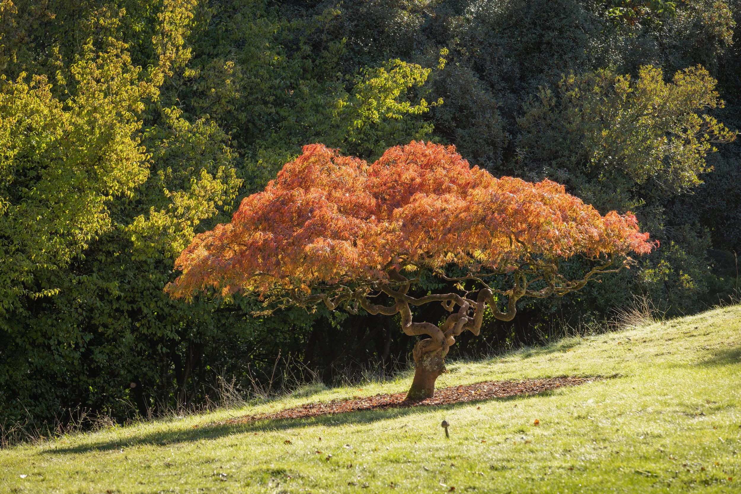 LLG Autumn.jpg