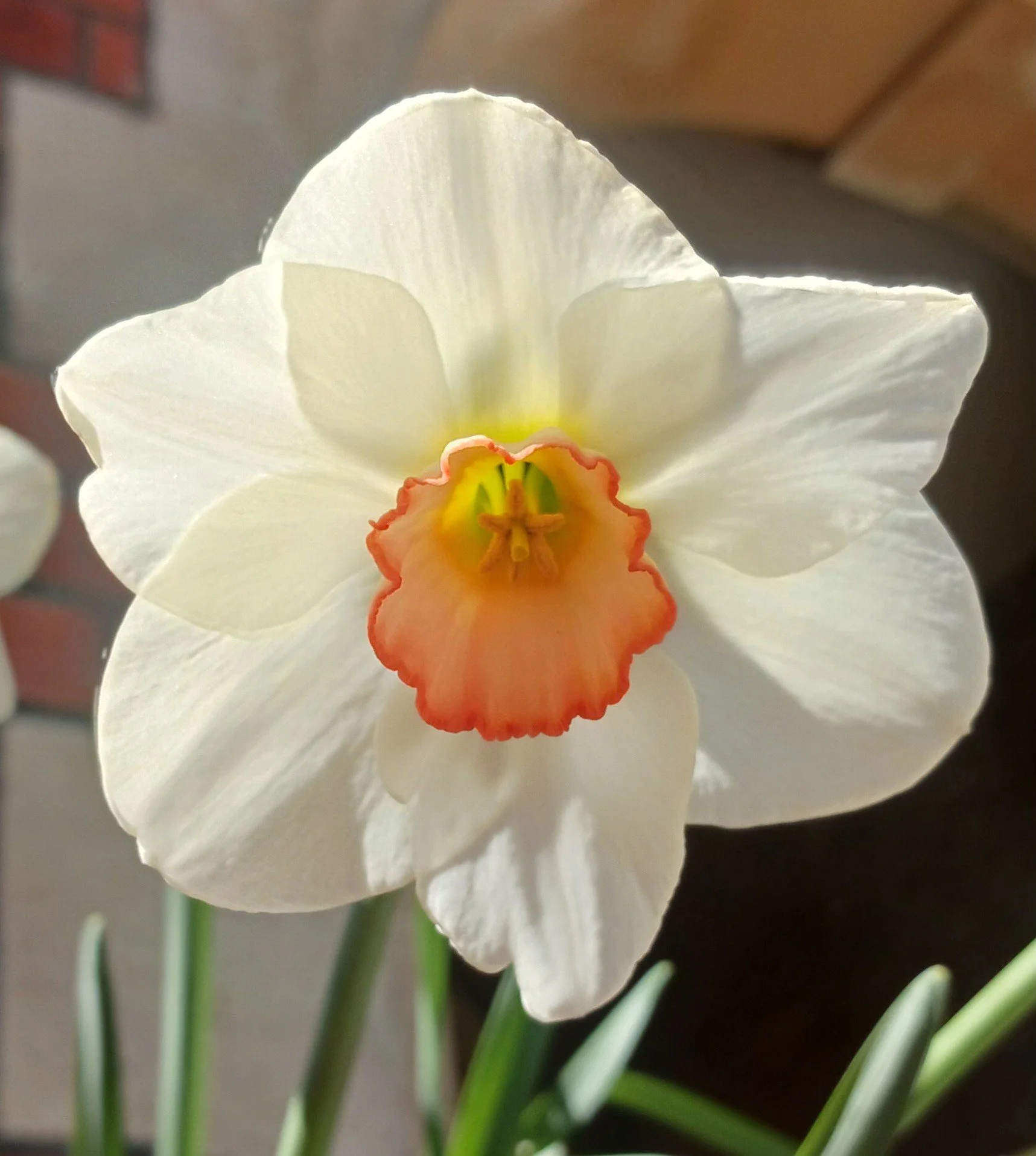 Transfer of the Noël Burr Narcissus Collection to Leonardslee Lakes &amp; Gardens&nbsp;