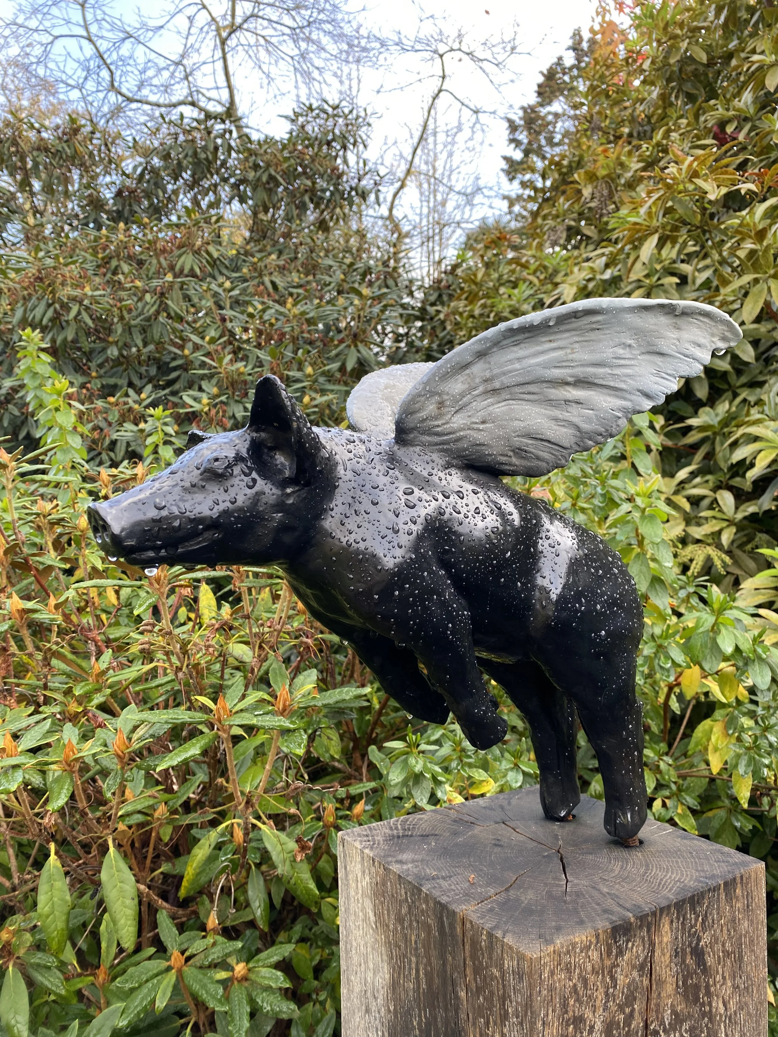 Pigasus | David Paynter  