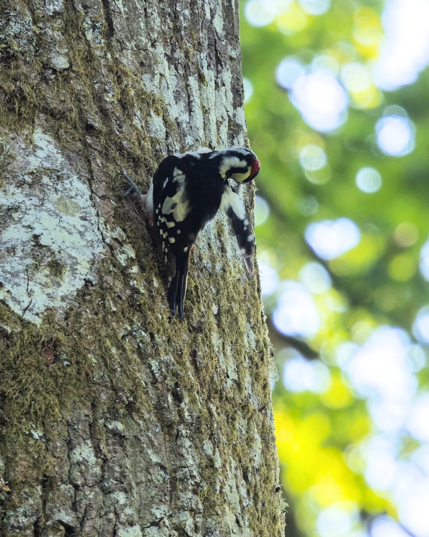 A flash of red, a distinctive tap on the trees, and one very special sighting... 🐦🌿

Our resident woodpeckers are always a treat to spot around the gardens, reminding us just how much wildlife calls Leonardslee home 💚

Keep your eyes (and ears!) o