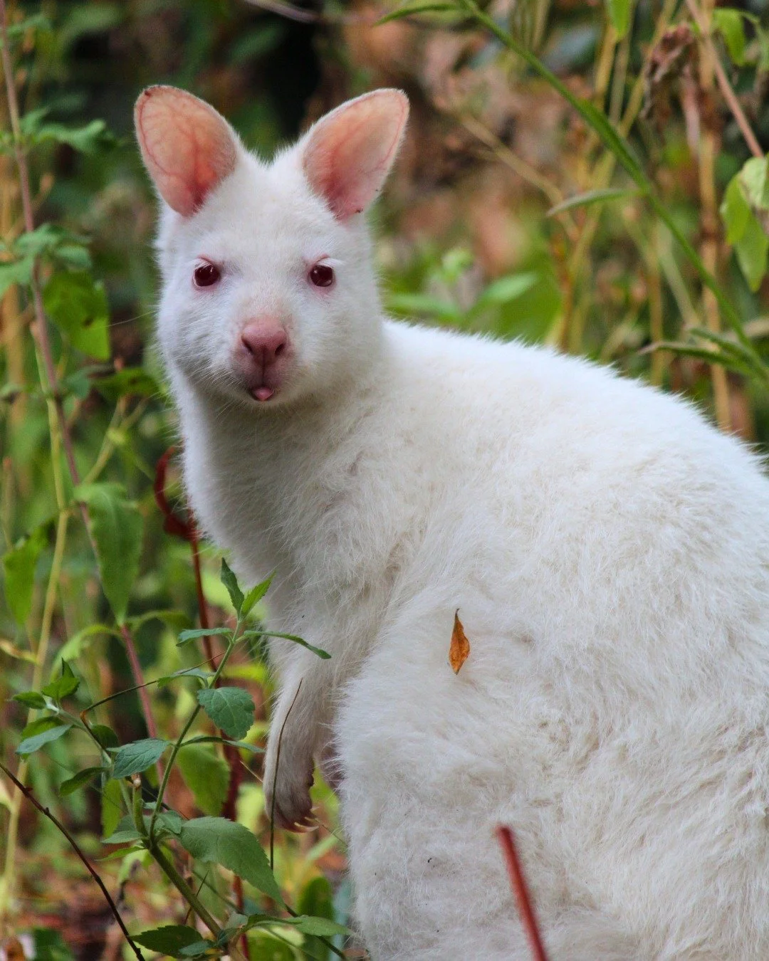 Spotted in the gardens this week! ✨

This little face caught our attention. 🦘🤍

Wallabies are naturally curious and often spend their time quietly foraging - although this little one looks like they&rsquo;ve stopped for a quick photo opportunity. ?