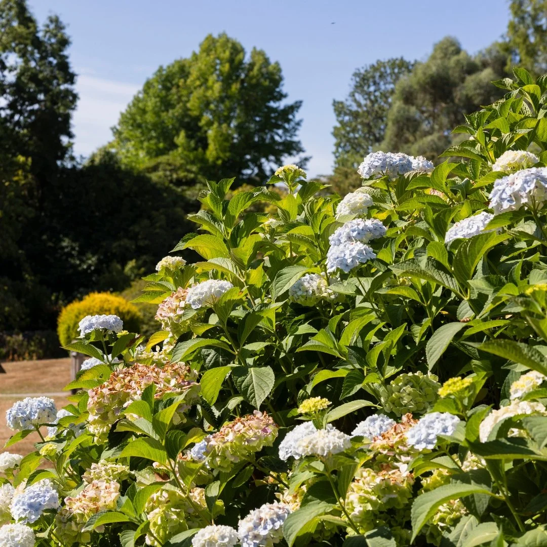 Leonardslee Gardens  (4).jpg