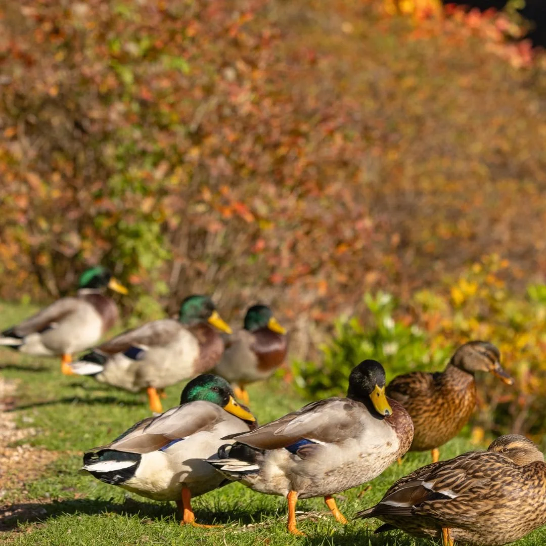 Autumn Leonardslee Lakes & Gardens (2).jpg