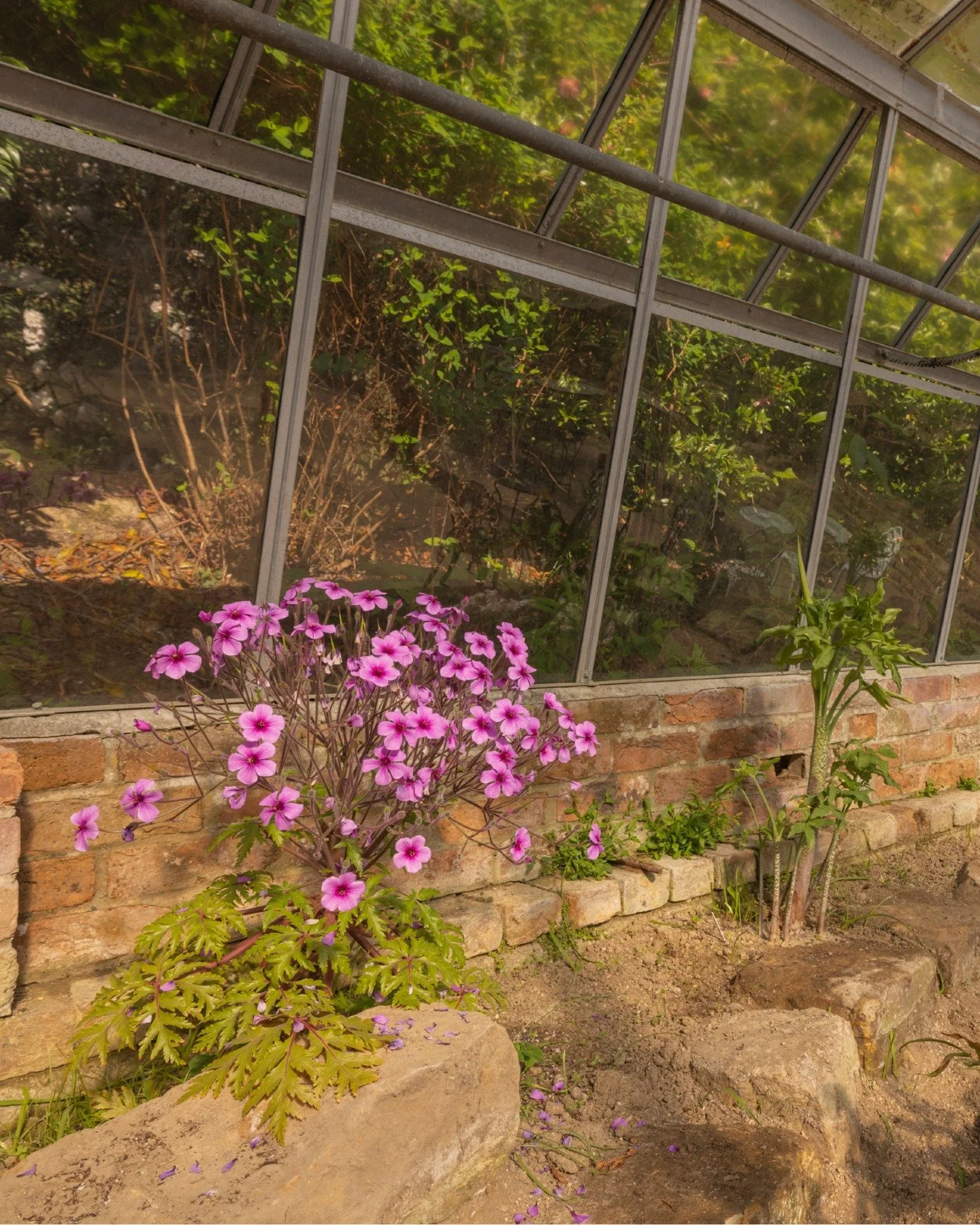 A hidden gem tucked away in the gardens. 🌿

Our Alpine House is home to a fascinating collection of alpine plants and species from warmer, drier climates, all thriving in carefully created conditions.

The Alpine House complements Sir Edmund Loder's