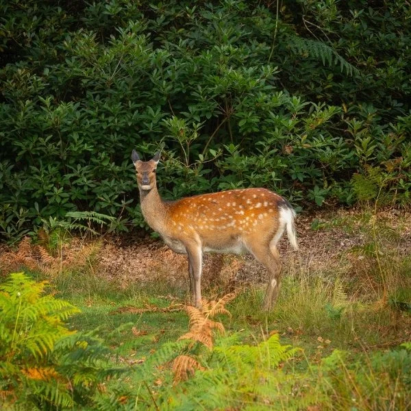 Deer at Leonardslee.jpg