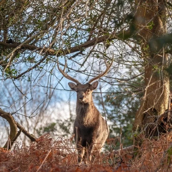 Wildlife at Leonardslee.jpg