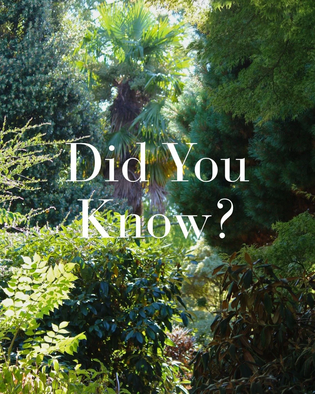 🌿 Did You Know?

There&rsquo;s more communication happening between the plants at Leonardslee than you might think&hellip;

Plants can release chemical signals into the air and soil when they&rsquo;re stressed or under attack, which can alert nearby