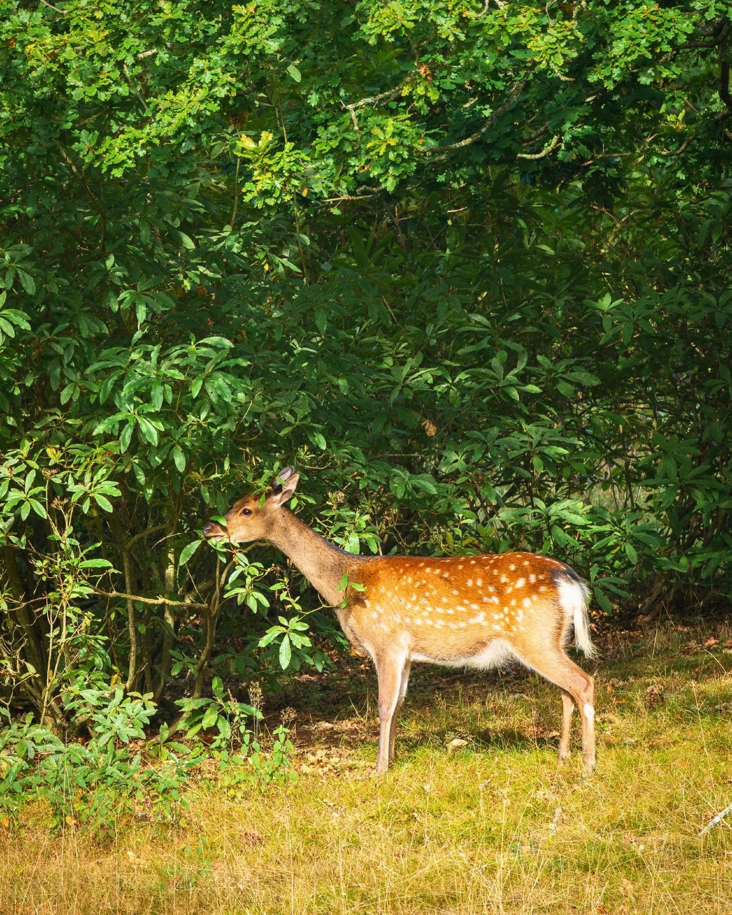 A peaceful moment in the Deer Park. 🦌🌿

Home to our beautiful fallow deer, the Deer Park offers a chance to slow down and observe these graceful animals in a peaceful woodland setting.

Recognisable by their distinctive white spots and white rump, 