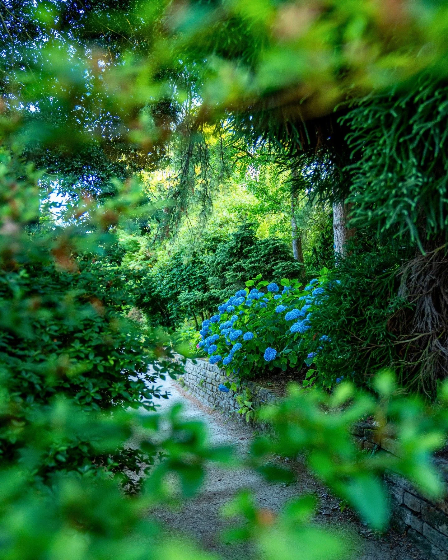 A glimpse through the trees... 🌿💙

Sometimes the most beautiful views are the ones you stumble upon. Hidden pathways, vibrant hydrangeas and peaceful corners are waiting to be discovered around every turn at Leonardslee.

*image taken earlier this 