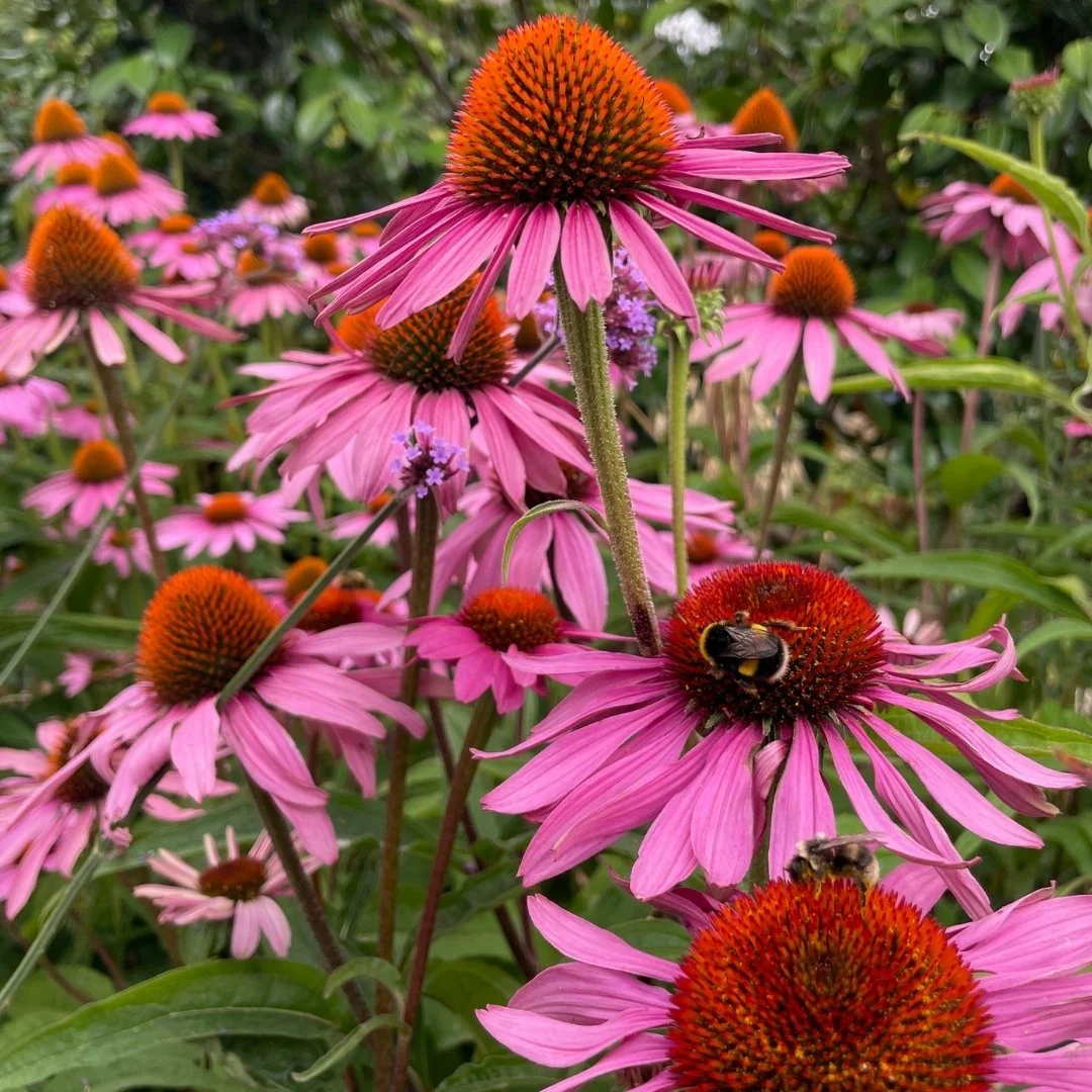 Echinacea RH Uncovered