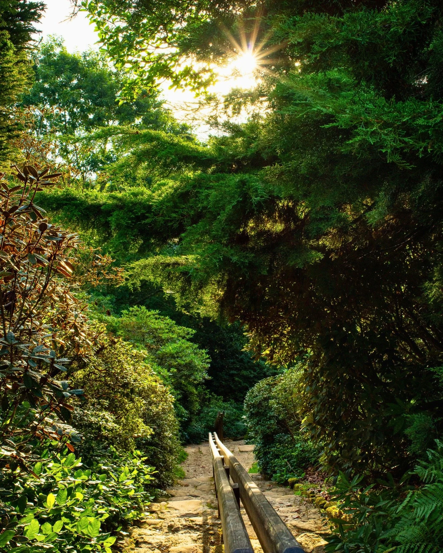Step beneath the canopy. 🌳

Cool shade, filtered sunlight and peaceful woodland walks make even the warmest summer days a pleasure to explore at Leonardslee.

💚

#Leonardslee #VisitSussex #WestSussex #NatureWalks #BeautifulGardens