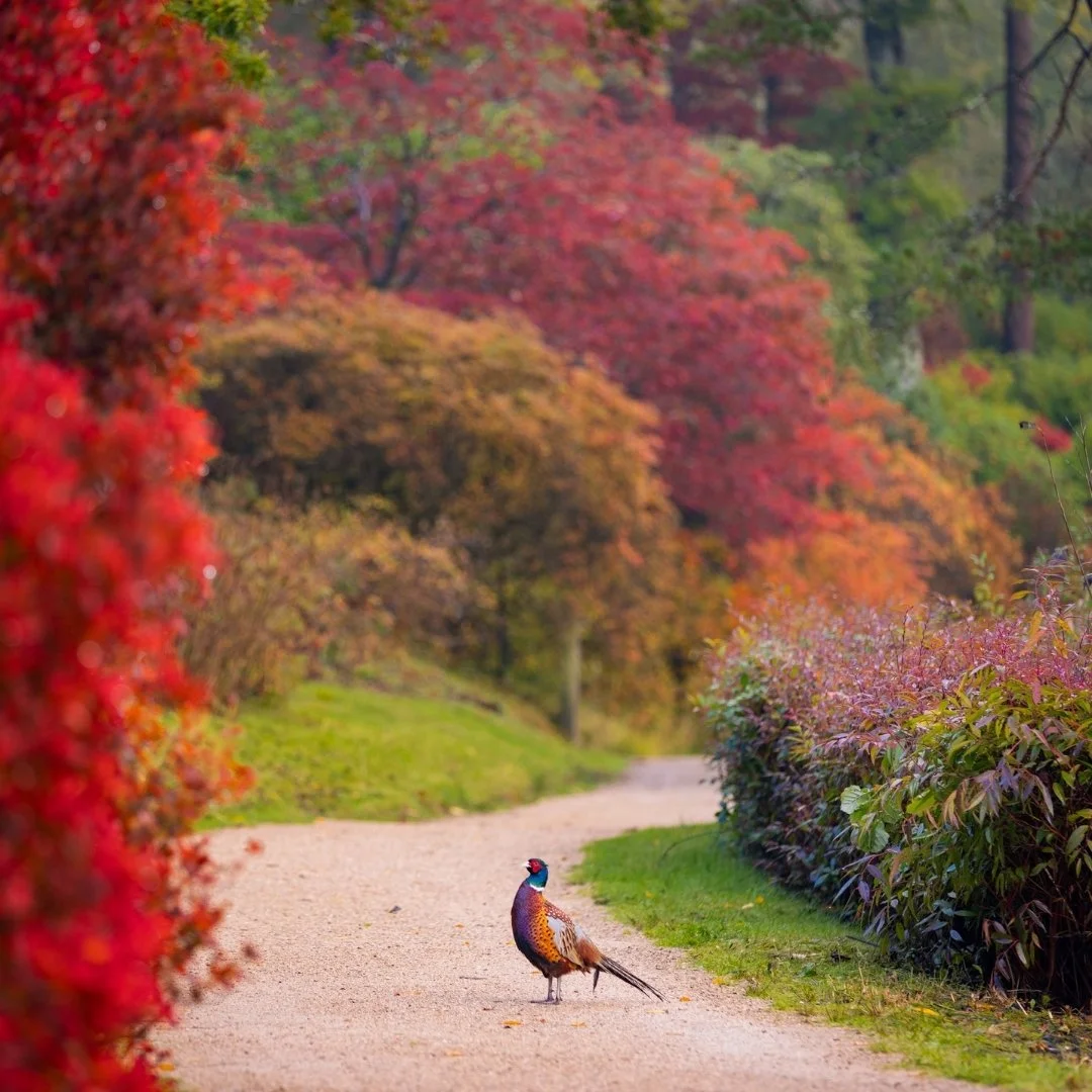 Leonardslee Lakes & gardens  (3).jpg
