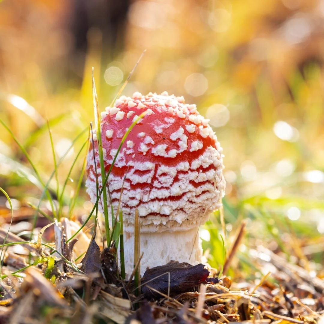 Leonardslee Gardens - Fungi (4).jpg