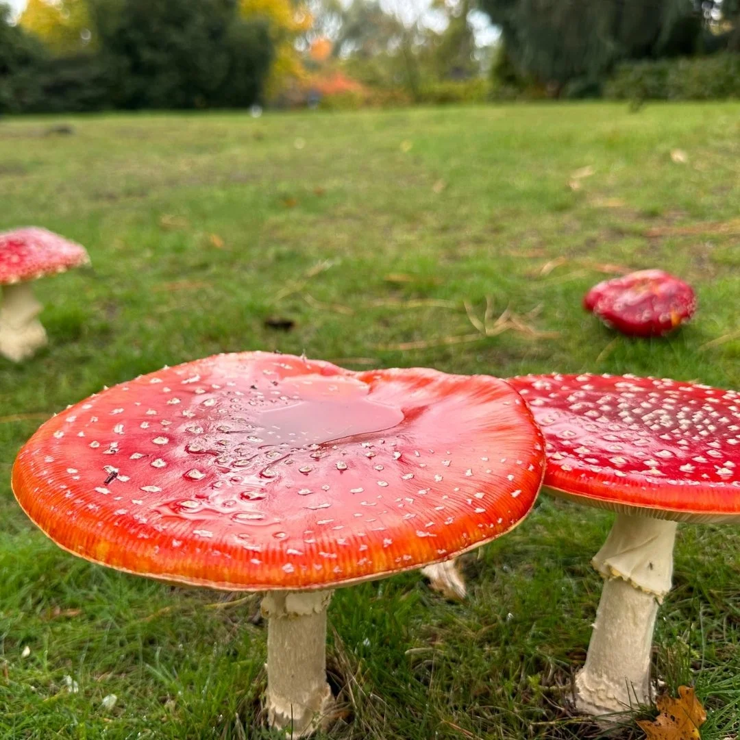 Leonardslee Gardens - Fungi (1).jpg