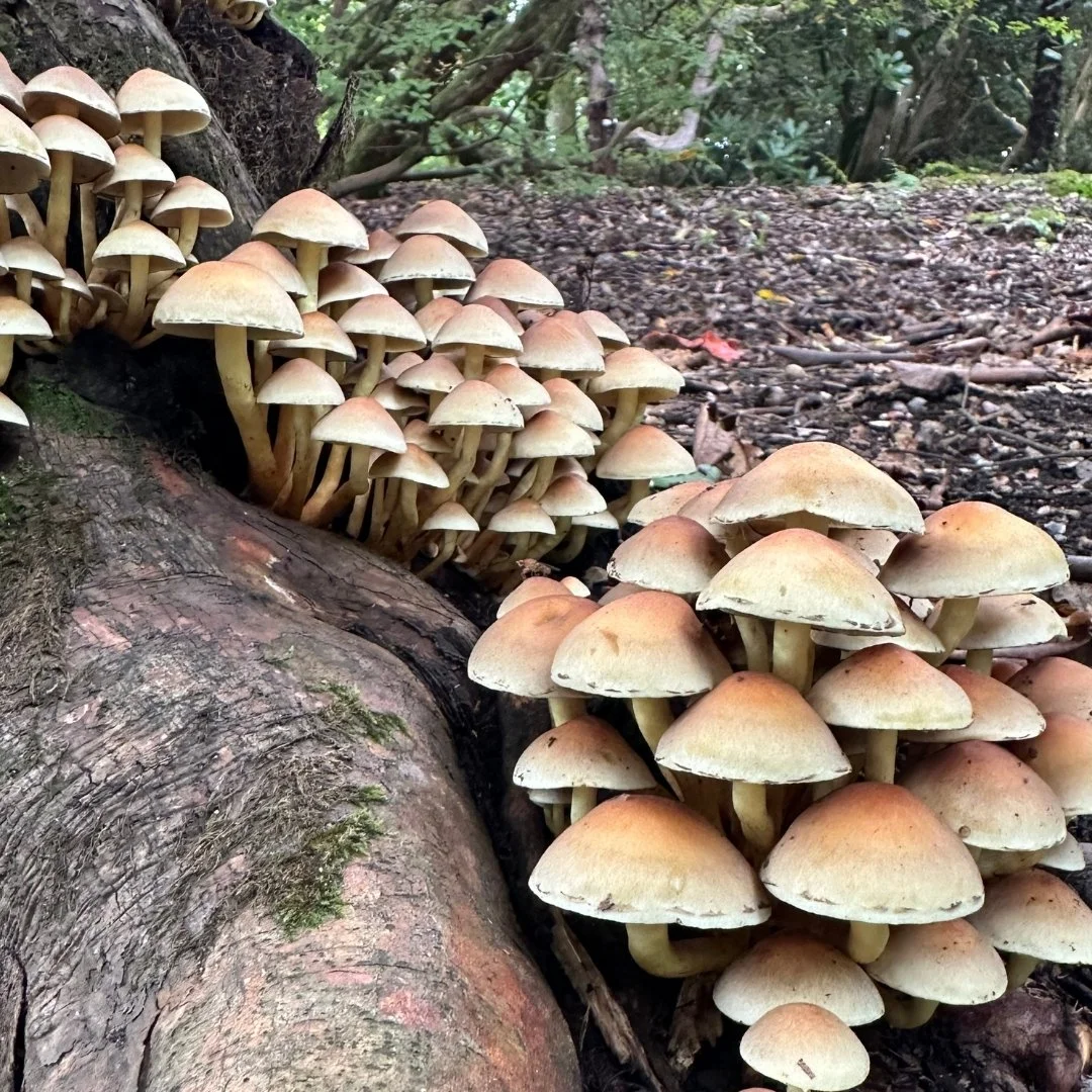 Leonardslee Gardens - Fungi (2).jpg