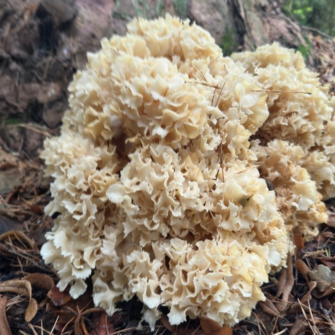 Leonardslee Gardens - Fungi (3).jpg