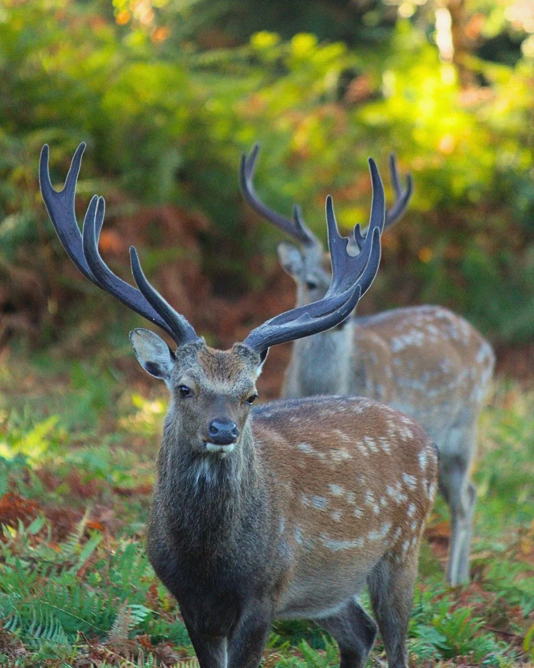 A late summer morning in the Deer Park 🦌🍂

Two stags spotted out amongst the changing landscape at Leonardslee. With the deer rut just around the corner, there&rsquo;s plenty of activity to look out for as we head into autumn. 🌿

#Leonardslee #Leo