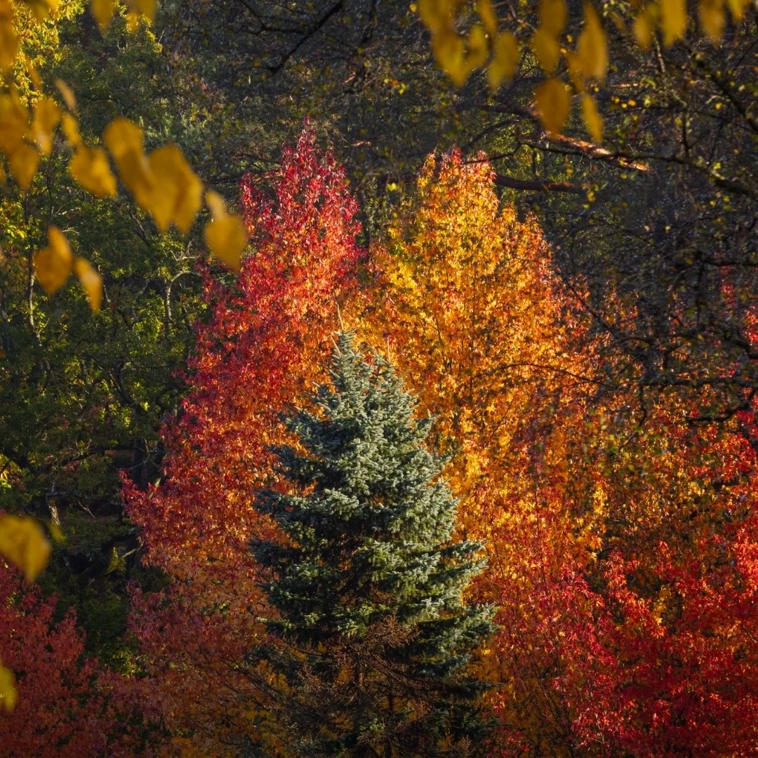 Where to See the Best Autumn Colour at Leonardslee