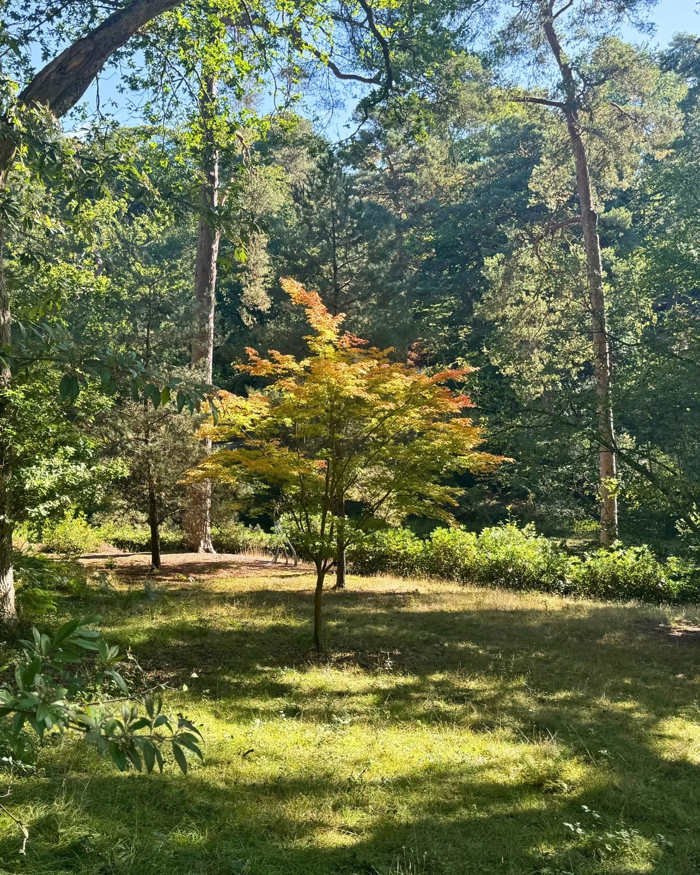 The beauty of a garden is that it's never the same twice. 🌳

This summer has been filled with vibrant greens and long, sunny days, but the first hints of autumn are already beginning to emerge.

Every season has its own story to tell. 💚

#Leonardsl