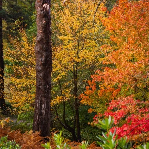 The Turning Trees of Leonardslee Lakes &amp; Gardens
