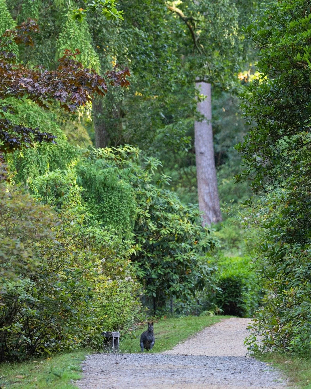 🦘 Autumn is just around the corner&hellip; 🍂

As the seasons begin to change, our wallabies are still busy exploring and foraging amongst the gardens. Keep an eye out for them on your next visit &mdash; you might spot one enjoying the cooler early 