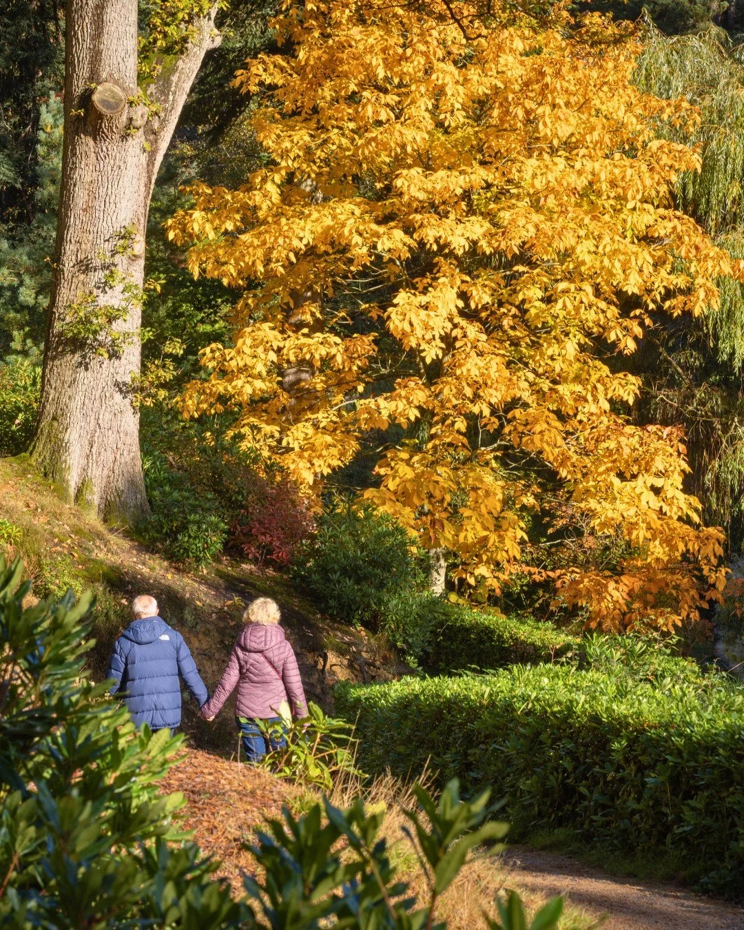 September is made for wandering. 🌿

As summer gives way to autumn, the gardens take on a quieter pace. Dappled light filters through the trees, woodland paths invite a slower stroll, and every corner offers a new perspective.

Whether you're visitin