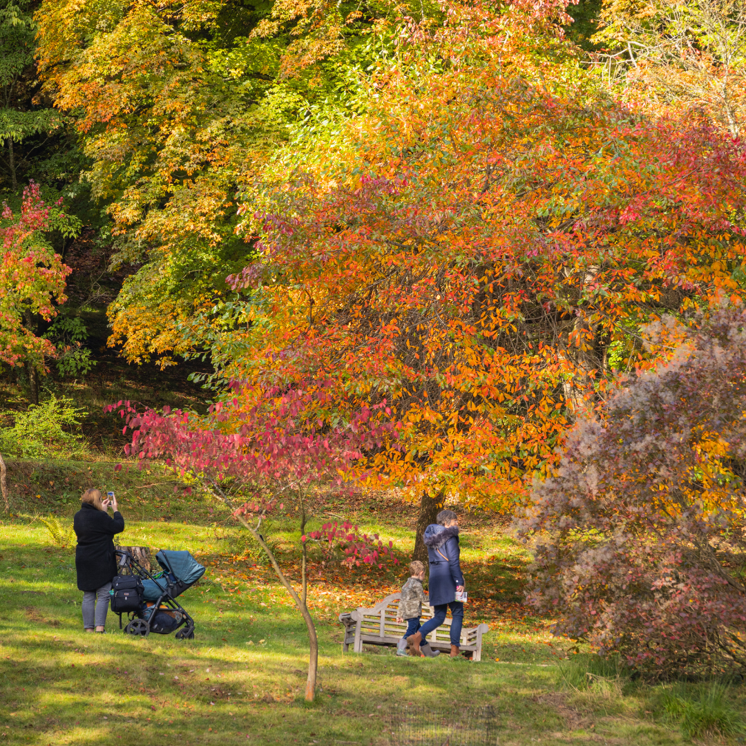 Autumn Walks at Leonardslee.png