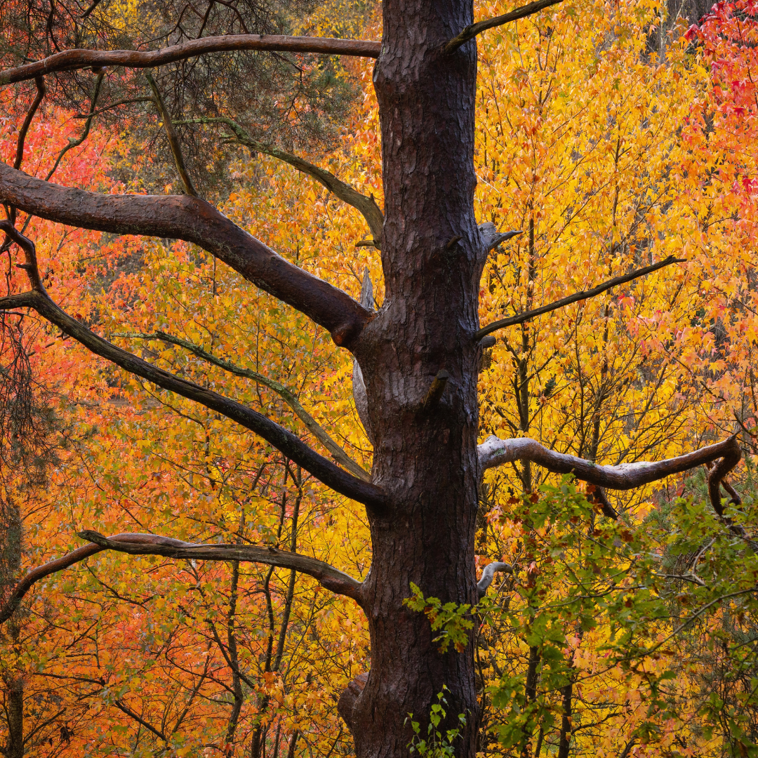 Autumn Walks at LLG.png
