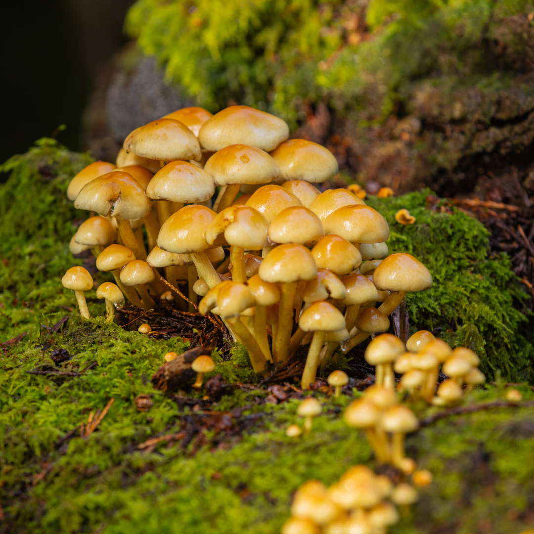 Discover Autumn in the Gardens&nbsp;&nbsp;