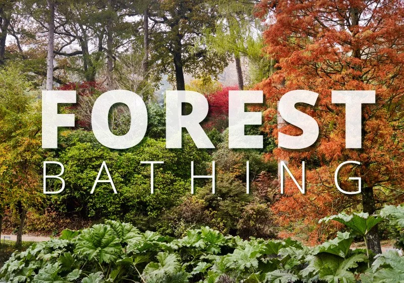 Forest Bathing