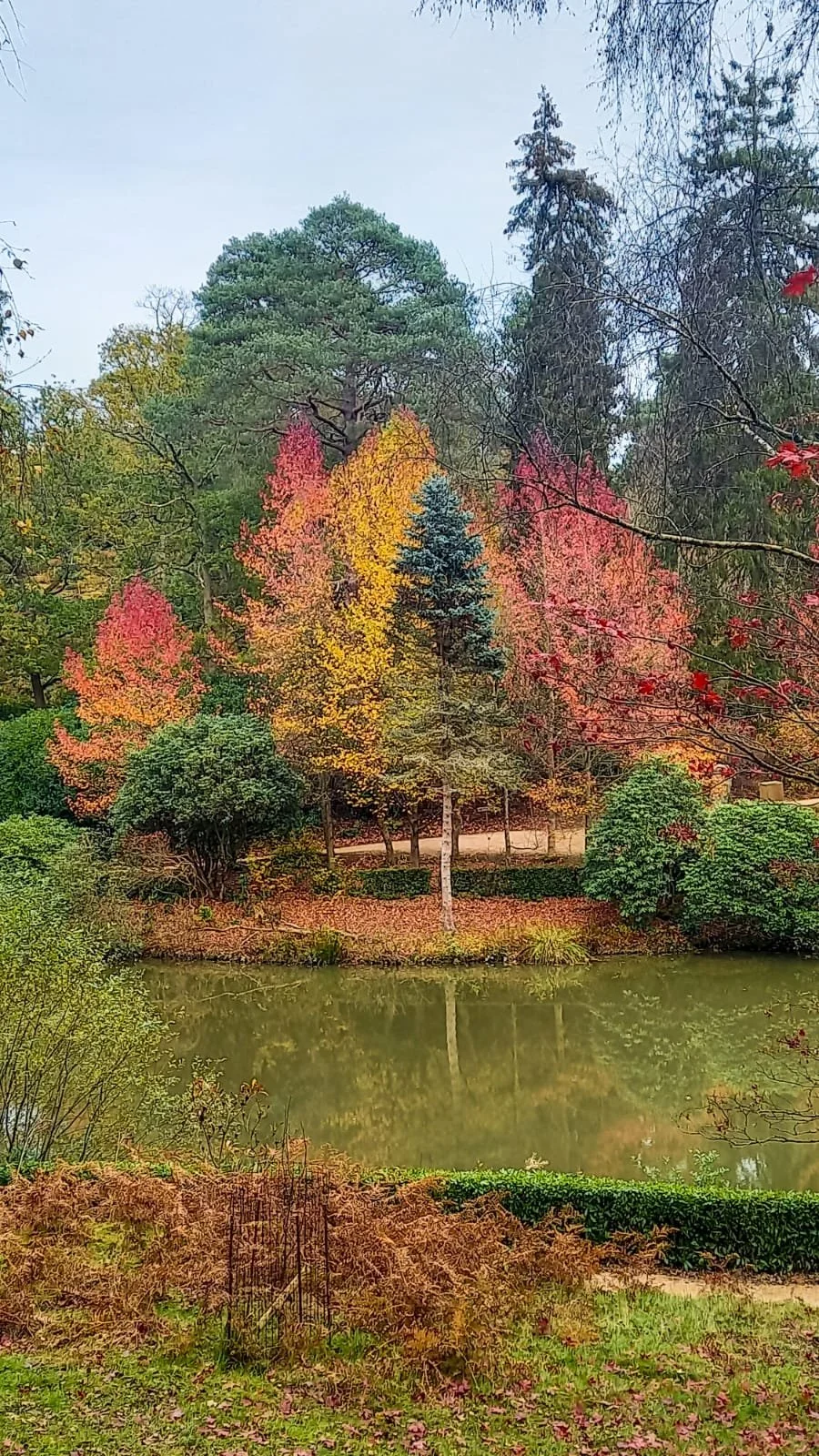 Autumn-bright-tree.jpeg