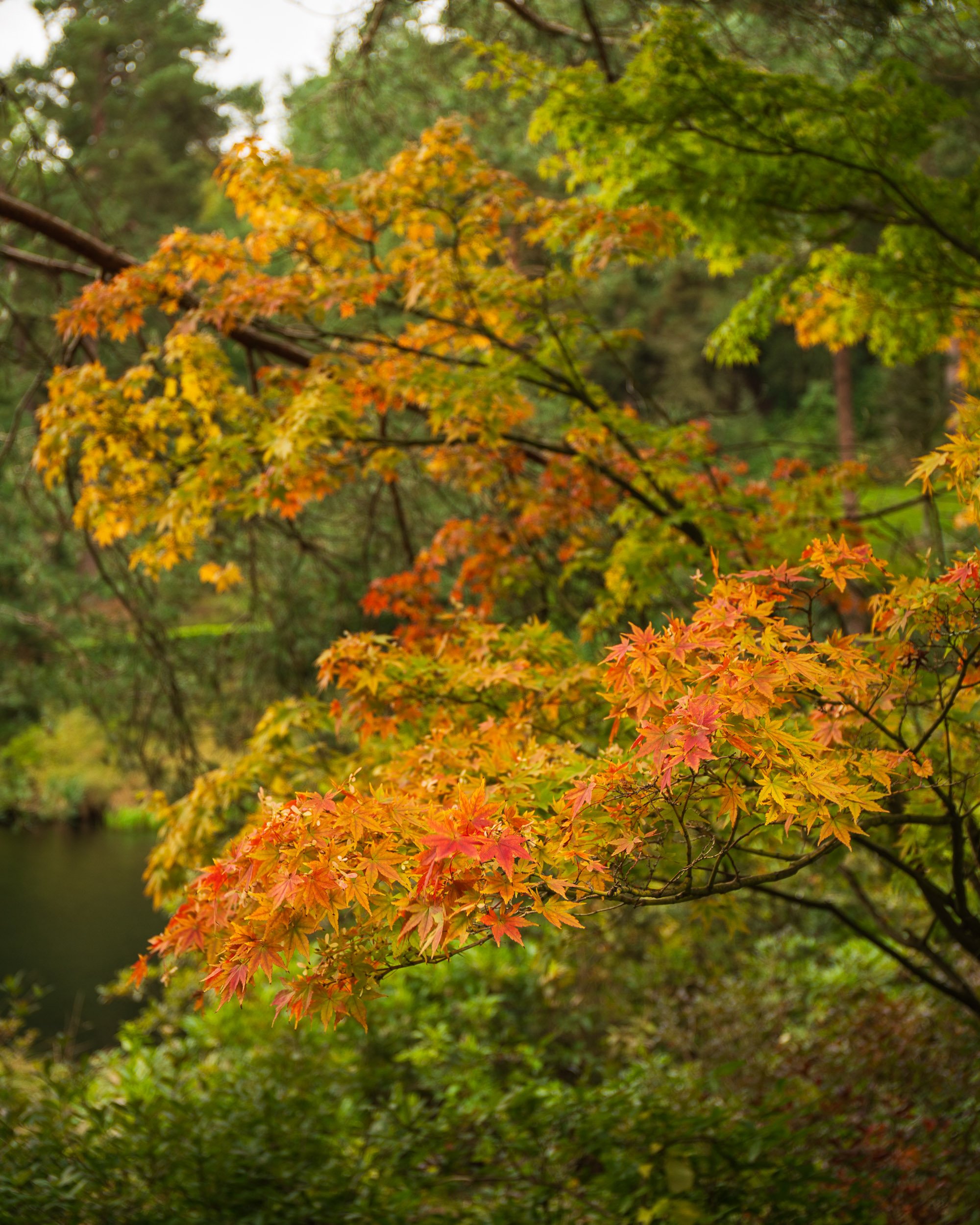 Autumn - Leonardslee Commission 26th Sept 2023-3265.jpg