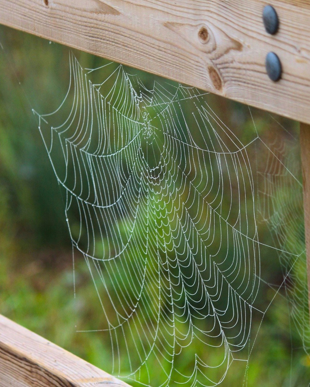 🕸️ The gardens are getting a little spooky&hellip; 🎃

With Halloween just around the corner, even the cobwebs are getting in on the action! 👻🍂

Keep your eyes peeled as you explore Leonardslee this October &mdash; you never know what you might sp