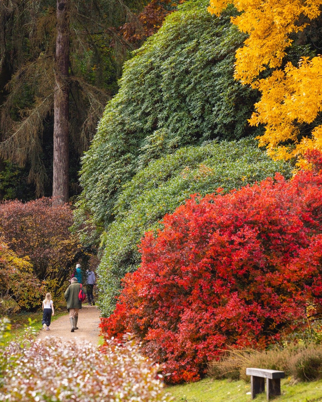 📖 Leonardslee History | The Garden's Victorian Origins 🌿

Leonardslee's transformation into the remarkable garden we know today began in the 19th century, when the estate's owners began shaping the natural valley with woodland planting, lakes and a