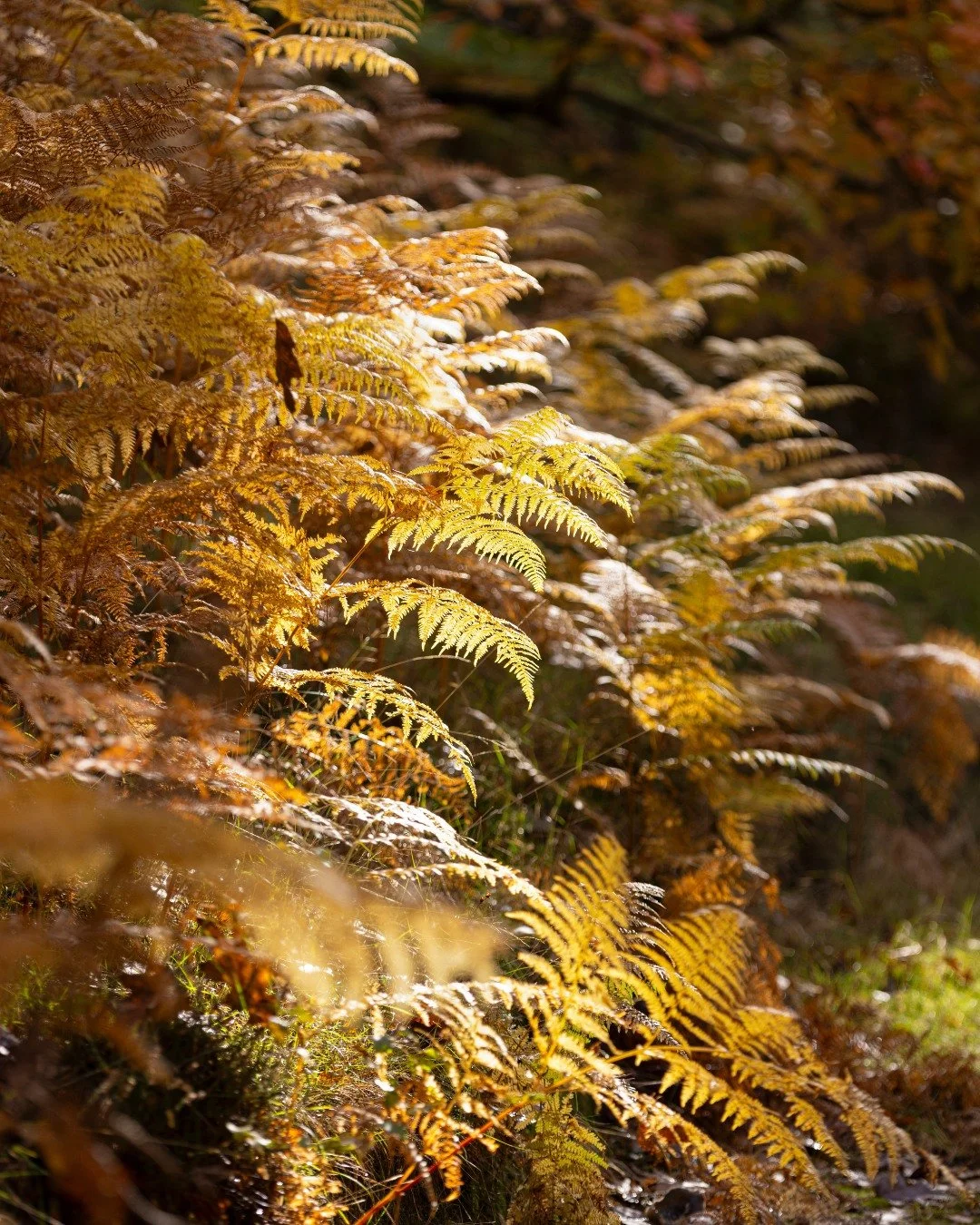 It's the little details that make October so memorable.

A single leaf catching the light. Ferns turning bronze. Reflections dancing across the lakes.

Sometimes the smallest moments are the ones that stay with you.

@richardbloomphoto

#LeonardsleeG
