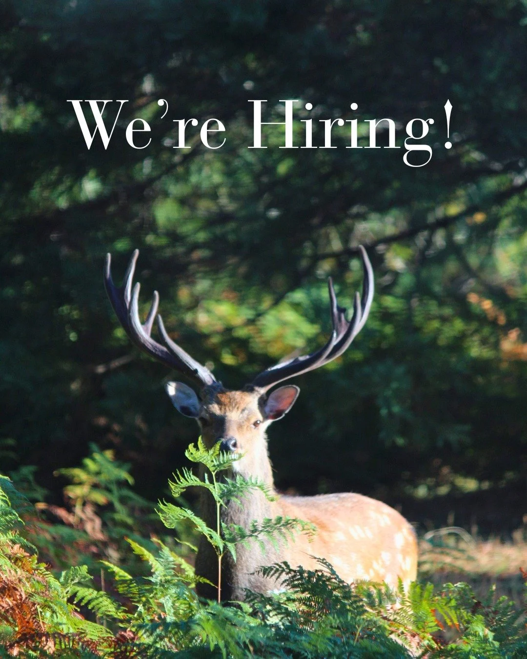 🌿 We're hiring! Join our team as Senior Ranger 🌳

Do you have a passion for trees, horticulture and conservation? We're looking for a Senior Ranger to join the team at Leonardslee Lakes &amp; Gardens.

Set within 240 acres of Grade I listed woodlan