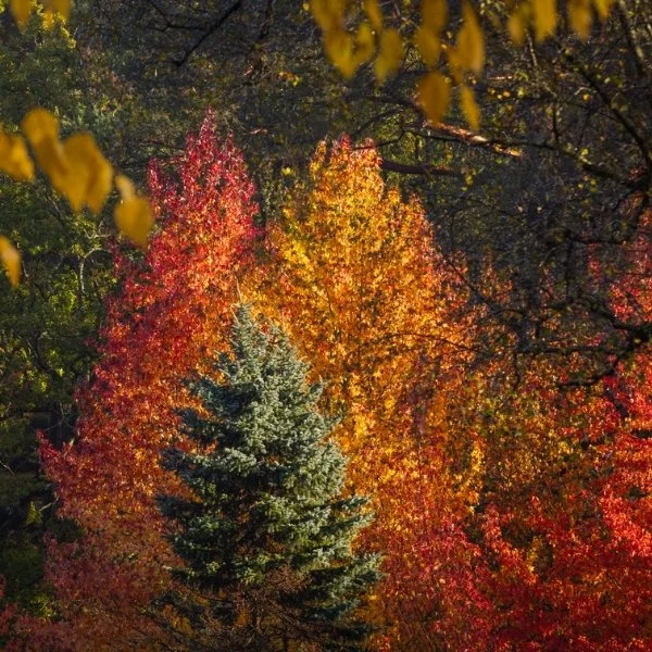Autumn gardens - Leonardslee (2).jpg